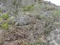 jašterica múrová (21.5.2014)